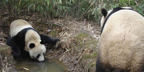 Giant Panda Conservation Smithsonians National Zoo