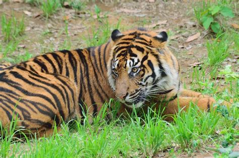 Closeup Portrait Of Sumatra Tiger Stock Photo Image Of Indonesia