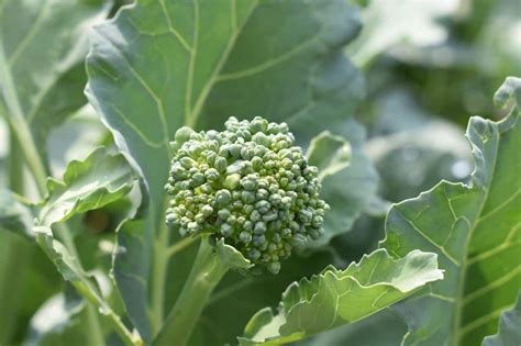 How To Grow Broccoli Raab Brassica Rapa Ruvo Gardening Channel