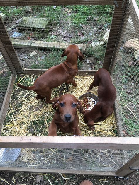 Our redbone coonhounds puppies for sale come from either usda licensed commercial breeders or hobby breeders with no more than 5 breeding mothers. Redbone Coonhound Puppies For Sale | Hot Springs, NC #284785