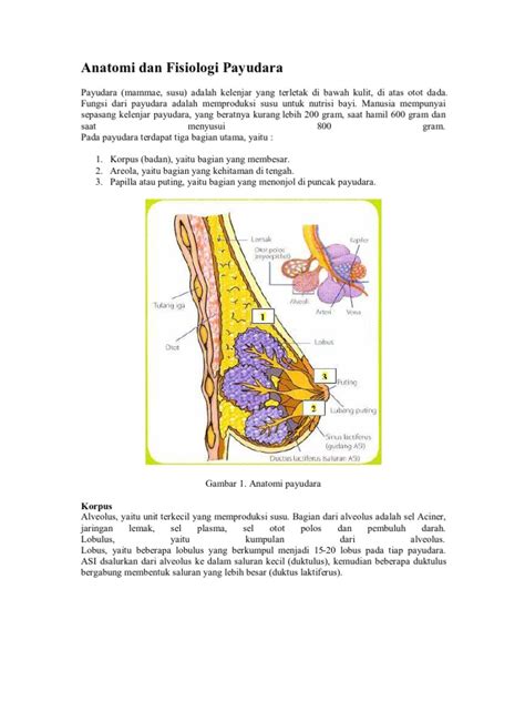 Anatomi Dan Fisiologi Payudara Pdf