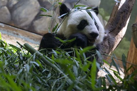 Panda Updates Wednesday November 21 Zoo Atlanta