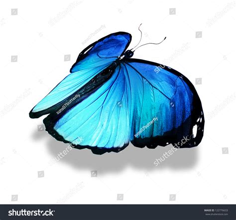 Morpho Blue Butterfly Isolated On White Stock Illustration 122776633