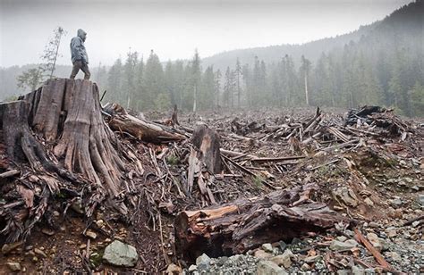 Our 30 Year Environmental Crisis Today — International Day Of Forests