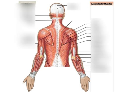 Superficial Muscles Posterior View Part Diagram Quizlet