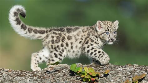 How Do Snow Leopards Catch Their Prey Glory Zeb