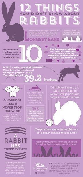 Blueridgepetcenter 12 Things You Didnt Know About Rabbits Rabbit