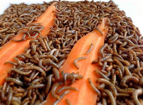 What Do Mealworms Eat? - #1 Guide | Atbuz