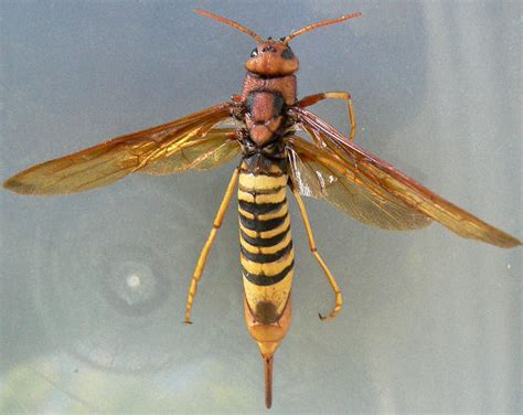 Large Queen Wasp Tremex Columba Bugguidenet