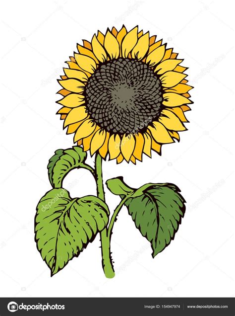 Vector Illustration Sunflower — Stock Vector © Marinka 154947974