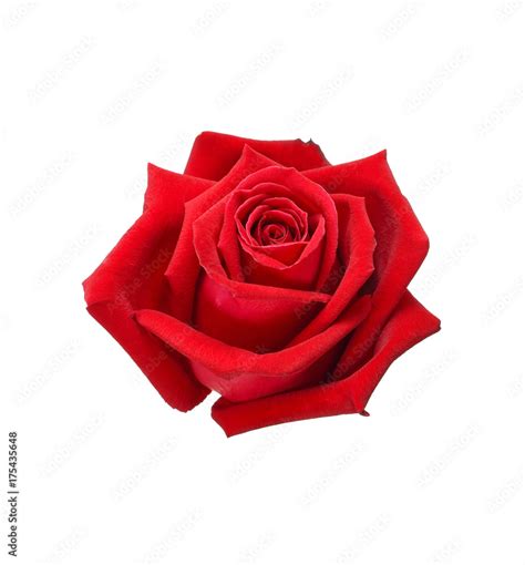 Natural Red Rose Isolated On White Background Stock Photo Adobe Stock