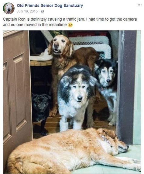 17 Super Wholesome Dog Memes To Warm Your Heart Cutesypooh