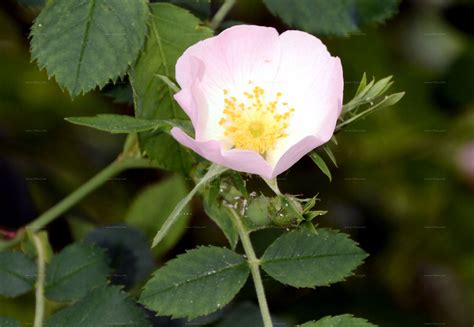 Suche nach Arten - Tannen-Rose (Rosa abietina Christ)