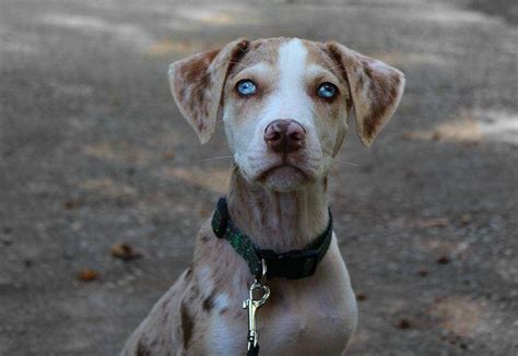 The 10 Most Striking Rare Dog Breeds