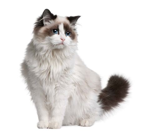 Ragdoll Cat Breed Everything You Need To Know 2020