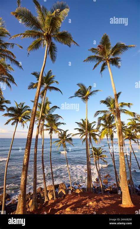 Coconut Palm Trees On A Tropical Island At Sunrise Sri Lanka Stock
