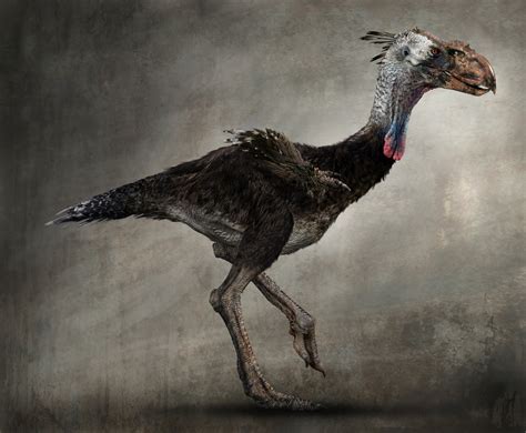 The Terror Birds Are Birds That Appeared In The 2008 Film 10000 Bc