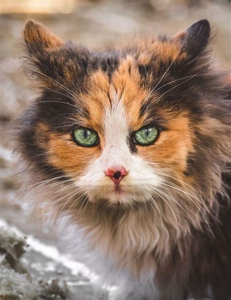 Gabrielius Khiterer Takes Beautiful Pictures Of Stray Cats To Show