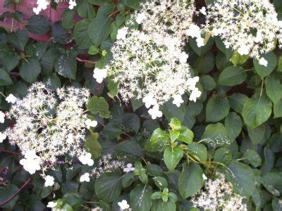 La pianta di jasminum × stephanense fa parte della famiglia oleaceae ed è di tipo arbustivo. Climbers | Rainbow Plants