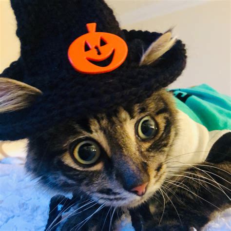 Halloween Hat For Cats The Whoot