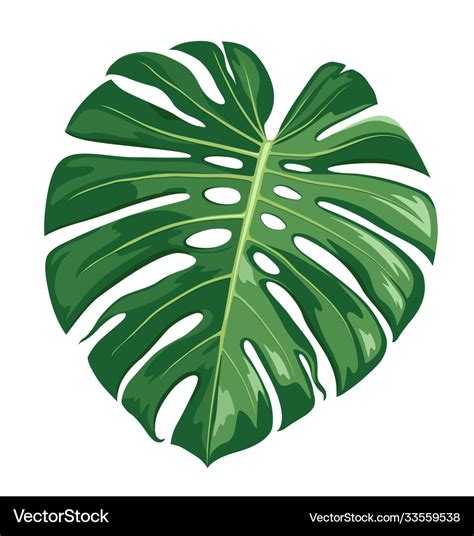 Monstera Deliciosa Leaf Realistic Design Vector Image