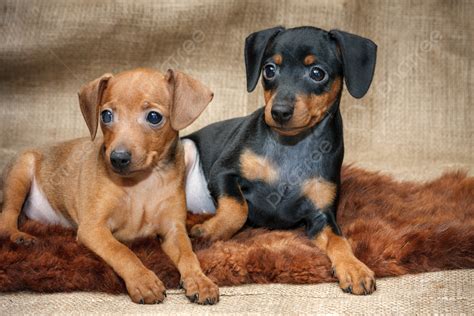 Miniature Pinscher Puppies Beautiful Pawed Minpin Photo Background And