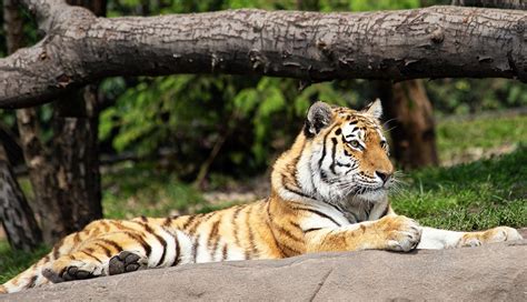Tigre Mamífero Animal Fauna Foto Gratis En Pixabay Pixabay