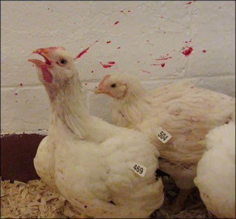 Infectious Laryngotracheitis In Poultry Poultry Msd Veterinary Manual