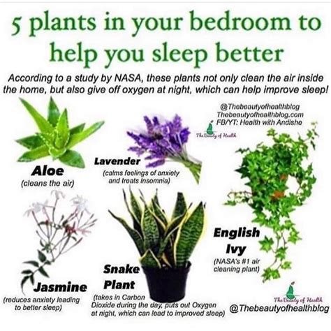 These Plants Emit Oxygen At Night Improving The Air Around You So That