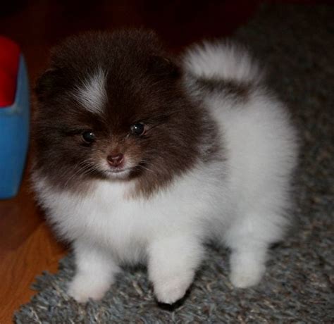 However, pomsky puppies are toy dogs and as they grow they don't lose their appeal. full grown micro teacup Pomeranian!!!! #teacupdogslist # ...