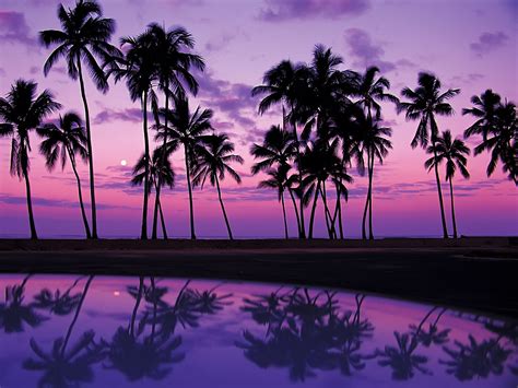 Download Wallpaper Tropics Sunset Usa Reflection Oahu Palm Hawaii