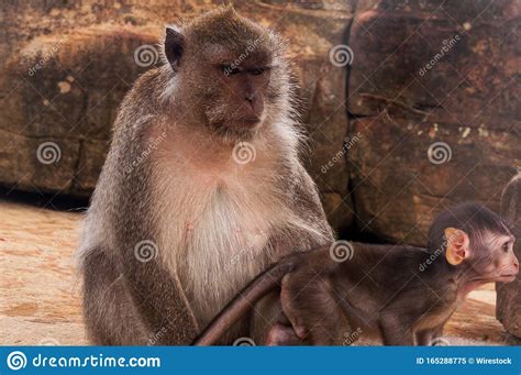Angry Mother And A Scared Baby Monkeys Inside A Cave Hiding From The