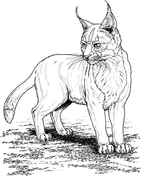 Lynx Coloring Pages Best Coloring Pages For Kids