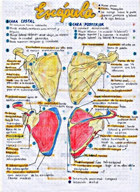 Osteologia Miembro Superior Udocz Anatomia Y Fisiologia Humana Images
