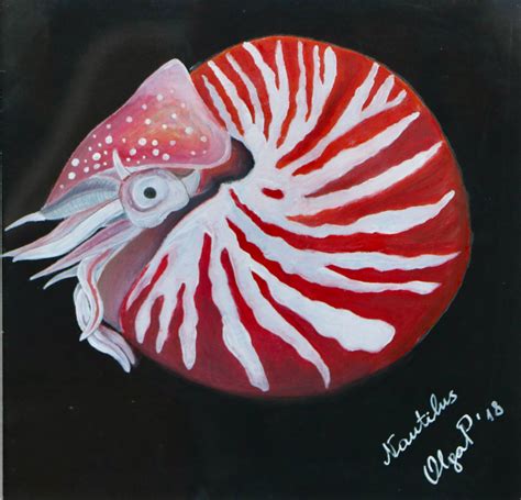 Nautilus The Animal Drawing By Olga Petrova Artmajeur