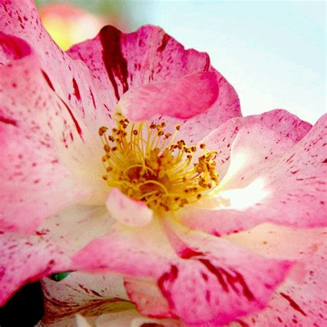 We did not find results for: The Flower Fields, Carlsbad, CA. Masters Real Estate Group ...