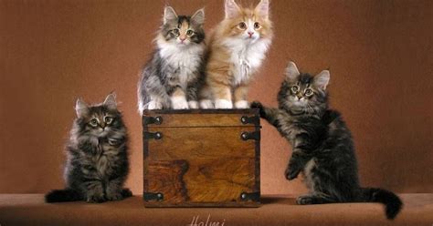 Adopt norwegian forest cats in florida. Norwegian Forest Cat: Norwegian Forest Cat Rescue