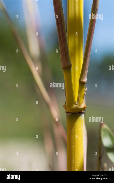 Bamboo Stalk Close Up Plant Detail Joint Stock Photo Alamy