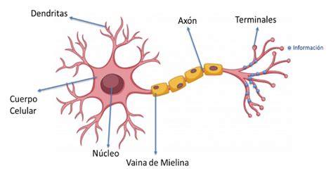 Representación De La Estructura Básica De La Neurona Editado De