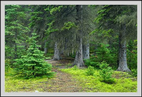 Canadian Rockies Photo Montane Forest Photo Forest Photos Canadian