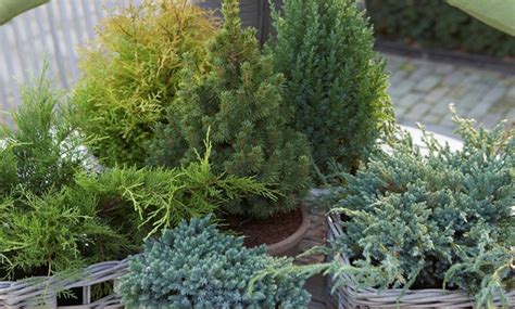 Dwarf Hardy Conifers Collection Groupon Goods