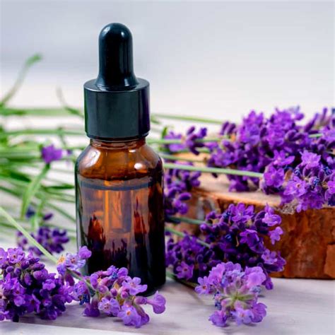 Lavender Oil Benefits And How To Use It Dr Axe