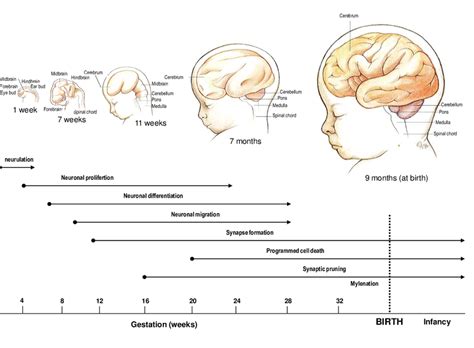Stages Of Brain Development Before Birth Download Scientific Diagram