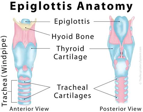 Epiglottis Anatomy Diagram