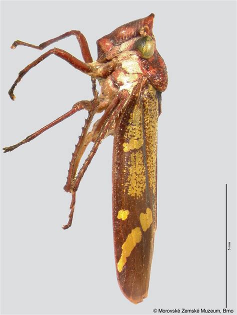 Sharpshooter Leafhoppers Paracrocampsa Nativa Melichar 1926a 294