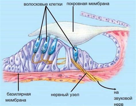 It lies between the middle ear and the internal acoustic meatus, which lie it has two main functions: The cochlea (inner ear) - structure and function of the body