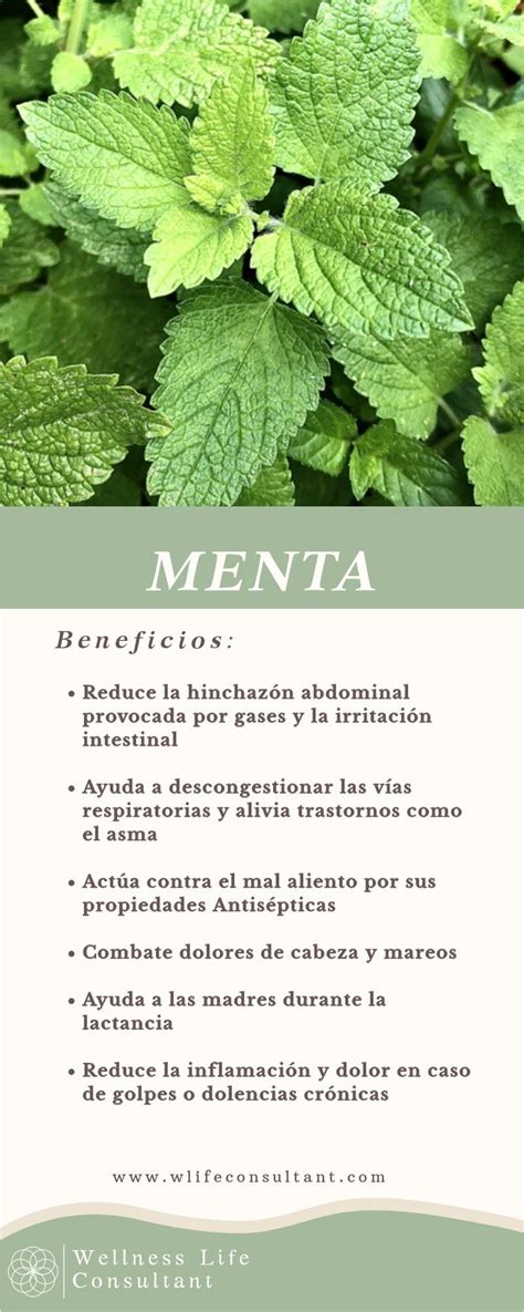 Beneficios De La Menta Herbs For Health Garden Remedies Magical Herbs