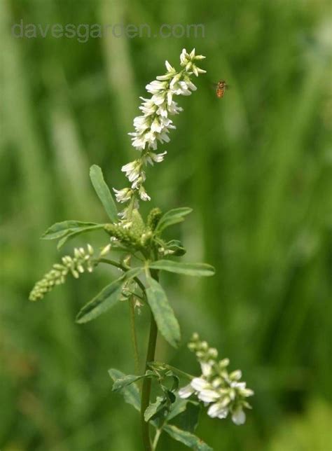 Plantfiles Pictures White Sweet Clover Melilotus Albus 1 By Melody