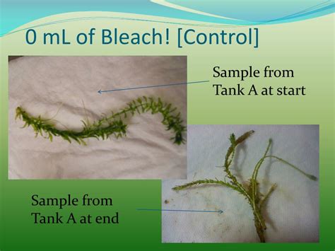 Ppt The Effect Of Bleach On Anacharis Health Powerpoint Presentation