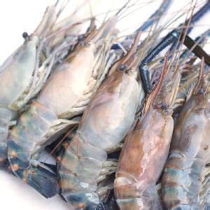 White Tiger Shrimp Latest Price From Manufacturers Suppliers Traders